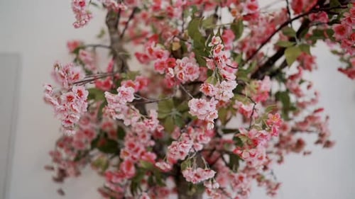 Blossoming Pink Spring Branches. Flowering