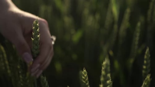 Young girl walks through green wheat field and touches the wheatear