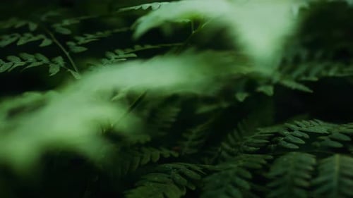 Forest greenery forms a picturesque background of foliage. Fern leaves and grass form an exquisite