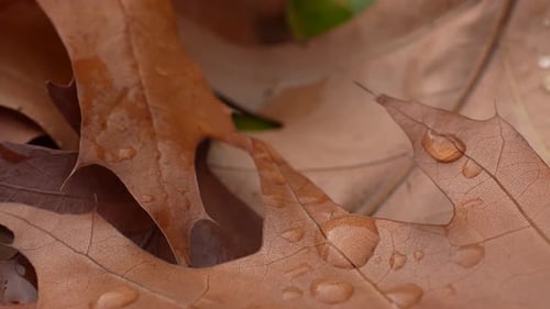 Autumn Leaves with Water Droplets in Close Up