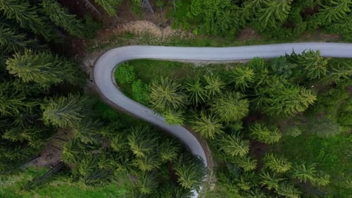Aerial top down view to curvy road in the coniferous forest in Rhodope Mountains