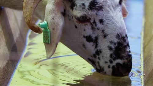 Ovejas y cabras preparadas para el Eid Al Adha en el Islam 04