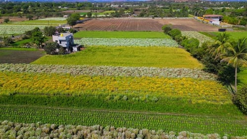 Drone view Yellow and White Marigold Farm Fields, Nashik, Maharashtra, India