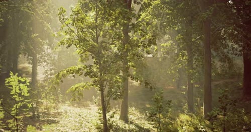 Sunlight Filtering Through Trees in a Serene Forest Setting