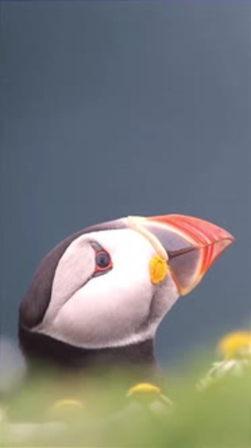 Close-up of Beautiful Puffin in Grassy Habitat