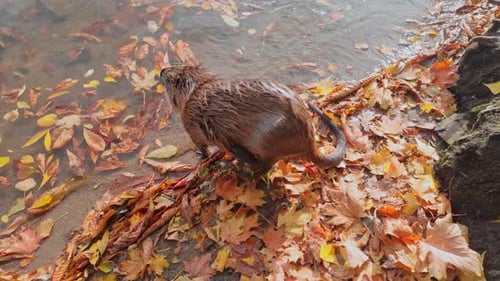 Wet Muskrat on river bank scratches its side with its hind paw, it stands among yellow fall leaves
