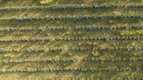Drone Descends on Blue Agave Farm Fields. Top Down Aerial. Tequila, Mexico. Day