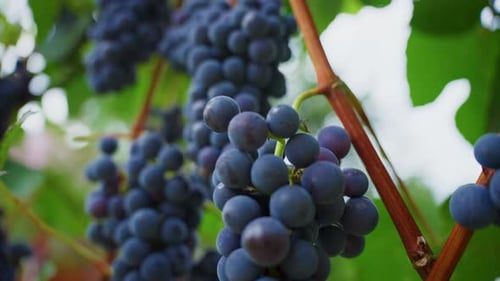 Raisins violets mûrs suspendus à une vigne dans un vignoble