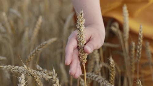 Hand Touching Wheat in Golden Field