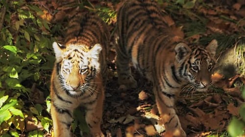 Little Tiger Cubs Looking Out Into the Autumn Forest