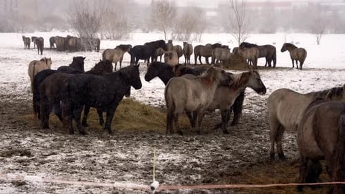 Wild Horses Eating Hay in Winter Snow