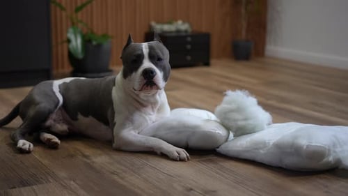 Pit Bull Lying Next to Destroyed Pillows with a Guilty Expression