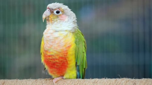 Conura o periquito (Pyrrhura molinae) adulto de mejillas verdes posado, de cerca