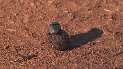 African dung beetle rolling ball of dung in dirt.