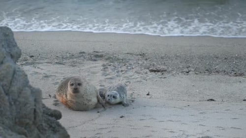 Harbor seal pup and mother.