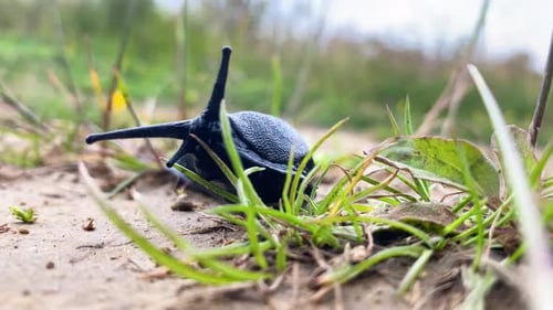Eine große schwarze Schnecke bewegt sich durch Dreck und Gras auf die Kamera zu und winkt ihr
