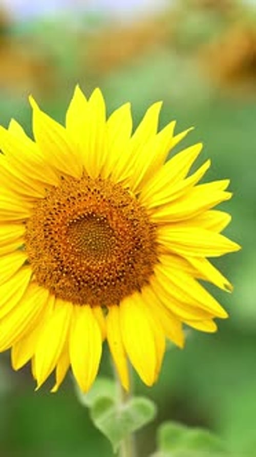 Beautiful sunflowers slowly moving in the wind.