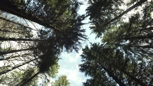 Beautiful Landscape of Green Pine Forest in the Mountains