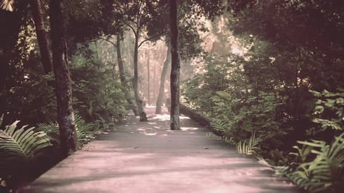 Wooden Deck Path in the Forest