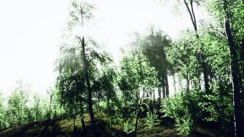 First Spring Greens in Birch Grove