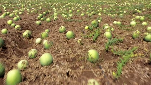 Pastèques mûres éparpillées dans un grand champ, prêtes à être cueillies, vue aérienne.