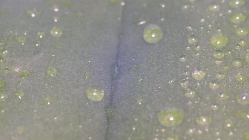 Tropical Rain Falls on a Green Leaf of a Plant Against the Background of Sunlight