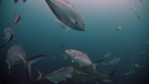 Great White Shark Carcharodon carcharias Neptune Islands South Australia 4k slow motion 50fps