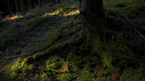 tilt shot of sunshine on moss covered tree stump