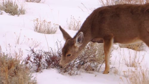 Stationery shot of a young deer feeding on shrubs in the winter snow