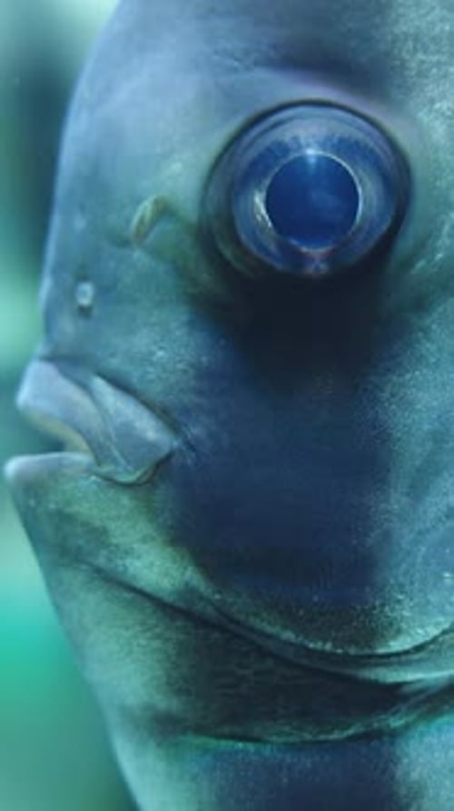 Le poisson-chauve-souris orbiculaire Platax orbicularis, à tête macro, nage et me regarde. Vidéo verticale.
