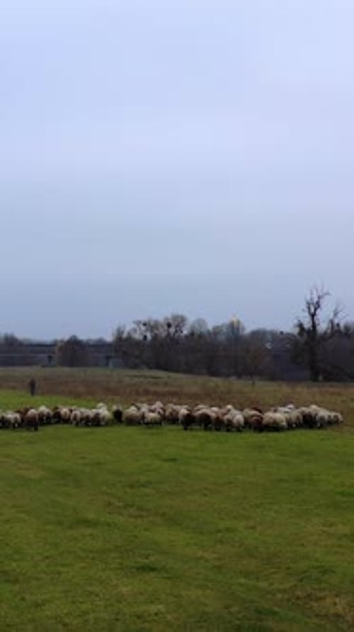Pasture with domestic animals. Flock of sheep grazing on field in the countryside.