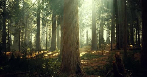 Sunlight Filtering Through Towering Trees in a Serene Forest Landscape