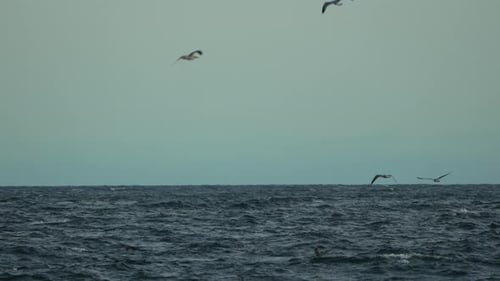 Ocean Seagulls Flying Birds Soar Over Dark Choppy Waves Under a Hazy Sky