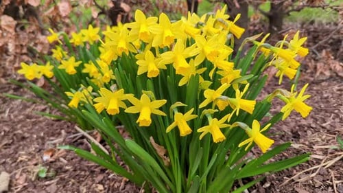 The Wild Daffodil, Narcissus Pseudonarcissus. A Springtime Yellow Flowers Growing Outdoors
