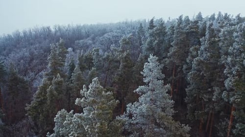 Atemberaubende Landschaft des Winterwaldes. Blick von oben auf weiße, schneebedeckte Bäume.