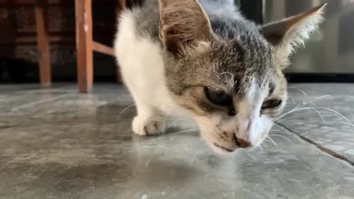 Adorable Kitten Eating Food Indoors
