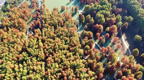 Autumn forest