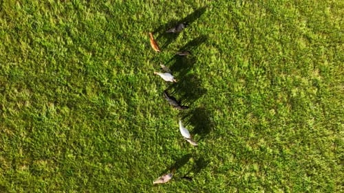 Herd of Horses in the Meadows of Iceland Unique Icelandic Horses Grazing Rural Animals in