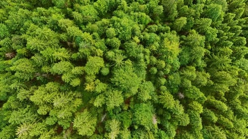 Aerial View of Dense Green Forest in Summer Season
