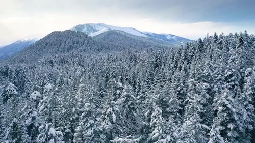 Wunderschöner Schneeszenenwald im Winter. Überfliegen von schneebedeckten Pinien.