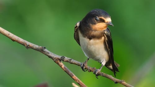 Bird Perched on Branch in Lush Green Nature