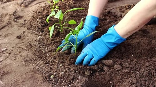 Gardener in gloves planting an agricultural plant in the garden. Spring garden work.Farmer gardening
