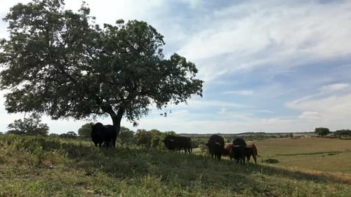 4K Drone Footage Of A Cattle Of Bulls On A Field