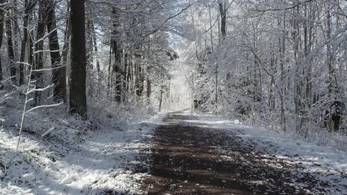 Schneebedeckter Waldweg an einem klaren Wintertag mit Sonnenlicht, das durch die Bäume fällt