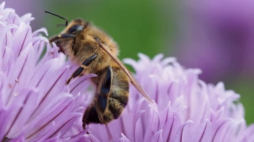 Bee Resting on a Purple Flower in Macro