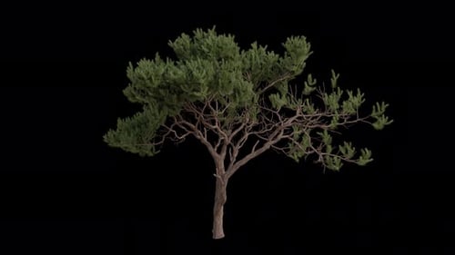 Maritime pine Tree blowing in the wind. Cluster pine Tree. Alpha Channel. Loop Animation