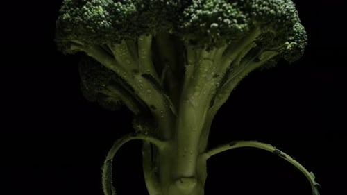 A broccoli bush rotates on a black background, the light turns behind it. drops of water. Close-up
