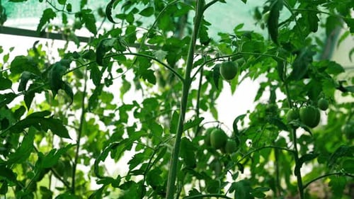 Cultivated Tomato Plants Growing on Branch in Greenhouse Interior Harvest