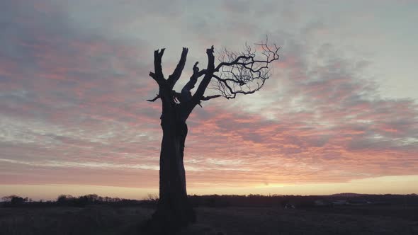 Tree in muddy field at sunrise with puddles, Nature Stock Footage ft ...