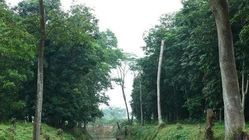 small river in the forest